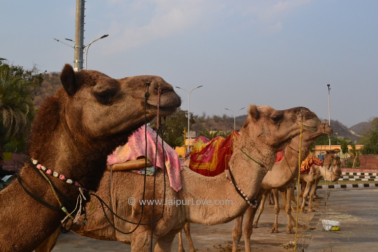 Camel Ride in Jaipur - JaipurLove