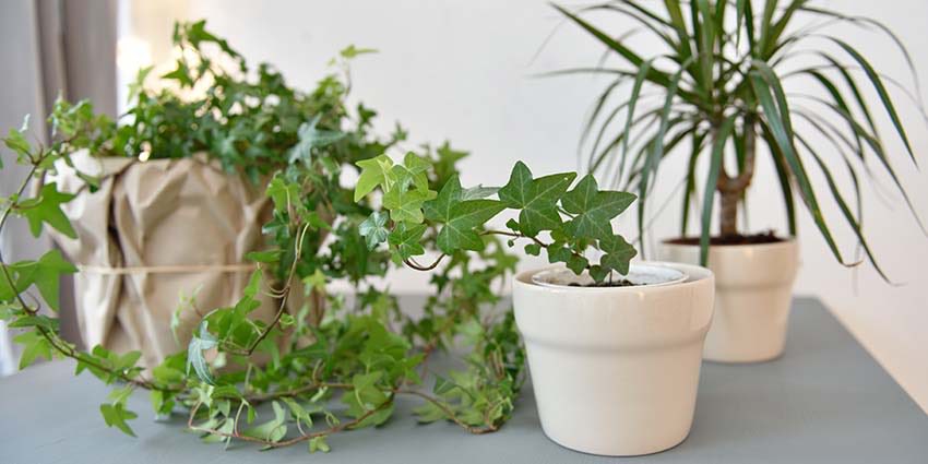 How to reduce Indoor Air Pollution up to 90% naturally