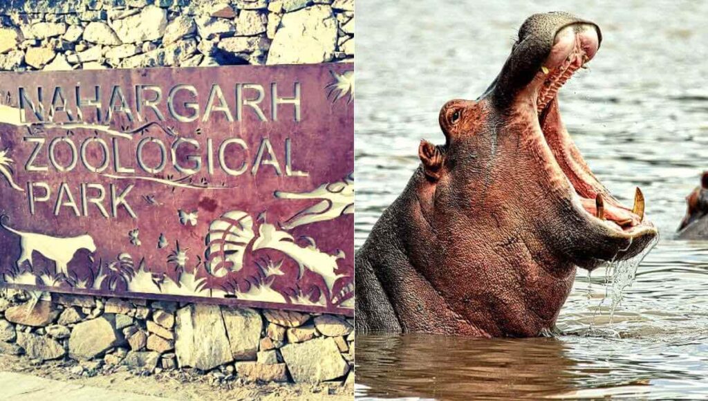 Exotic Park at Nahargarh will open for Tourists in July with a Hippo