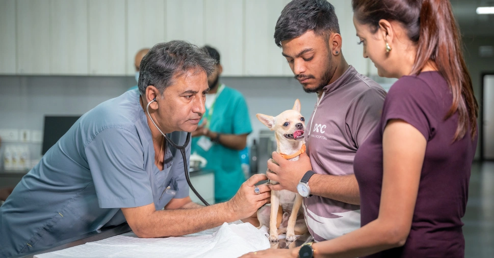 Preventative Care for Pets in Jaipur: Ensuring Lifelong Health with DCC Animal Hospital